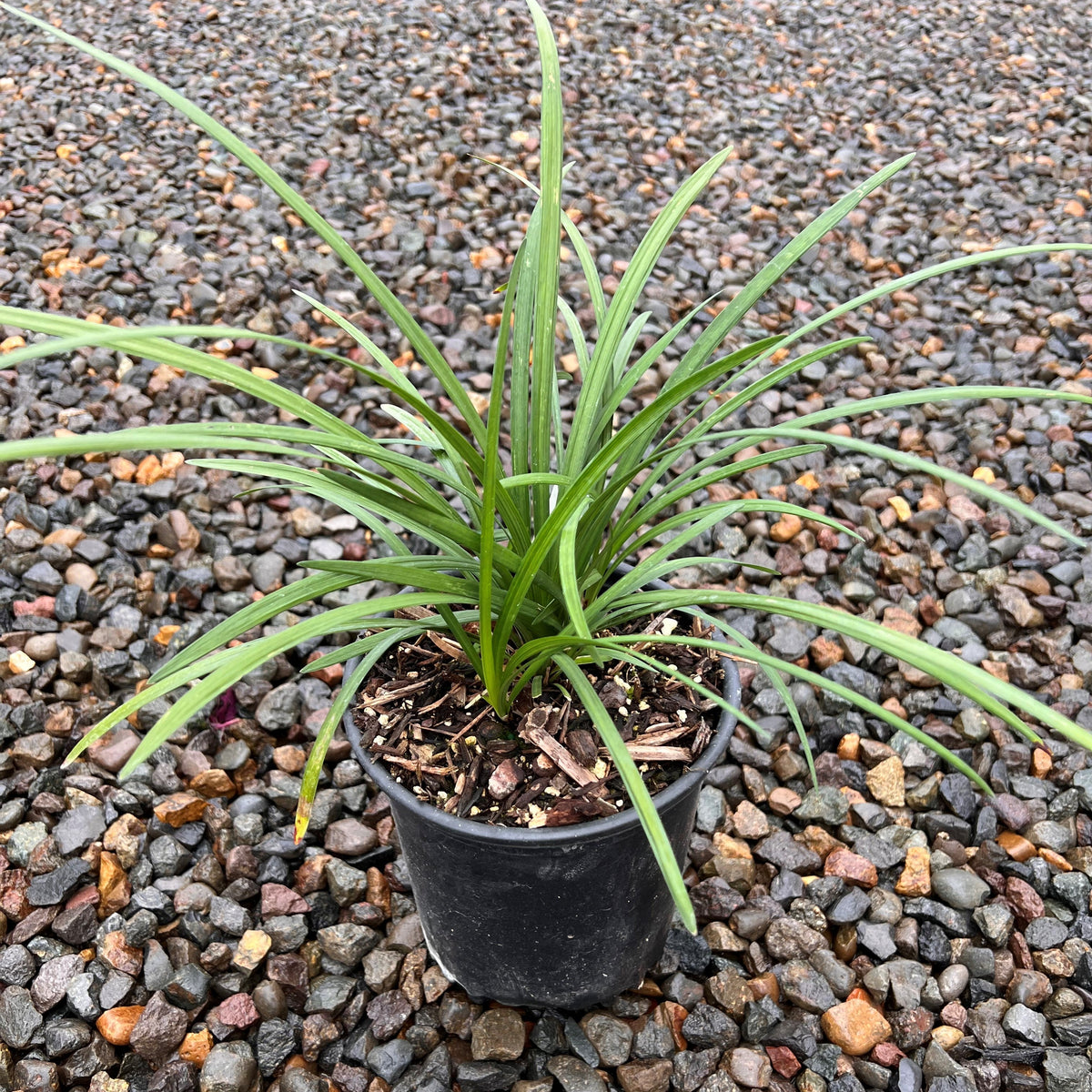 Liriope muscari 'Big Blue'
