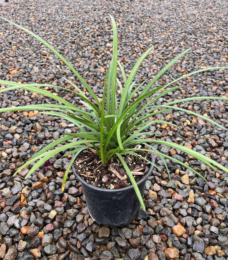 Liriope muscari 'Big Blue'