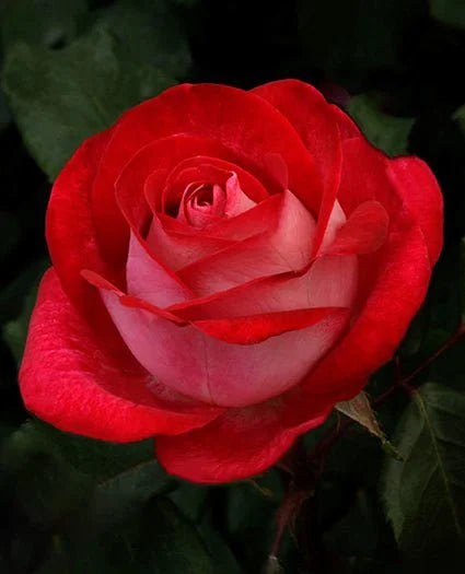 Rosa Love at First Sight (red)