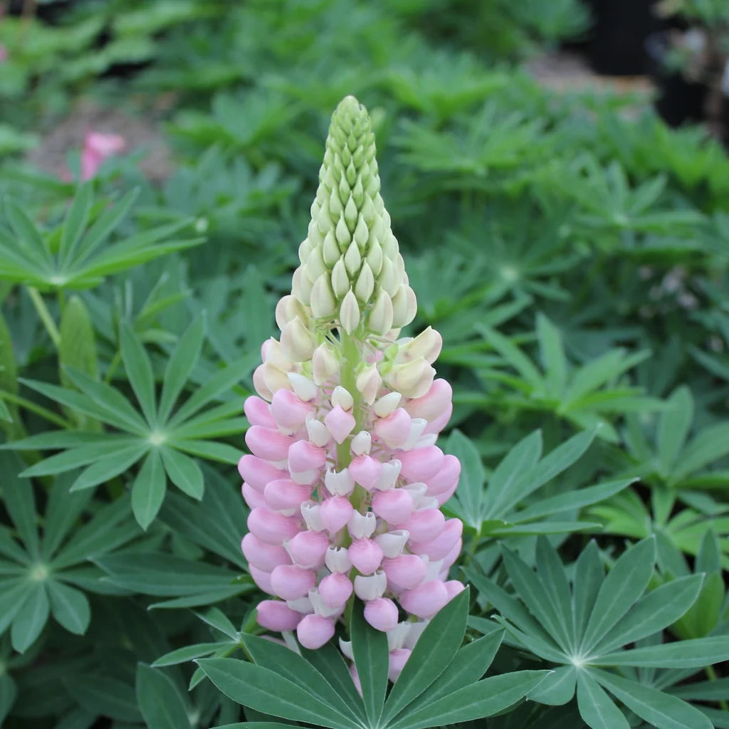 Lupine Mini Gallery™ Pink Bicolor