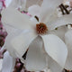 Magnolia x loeb. 'Dr. Merrill' (white), Low Branch