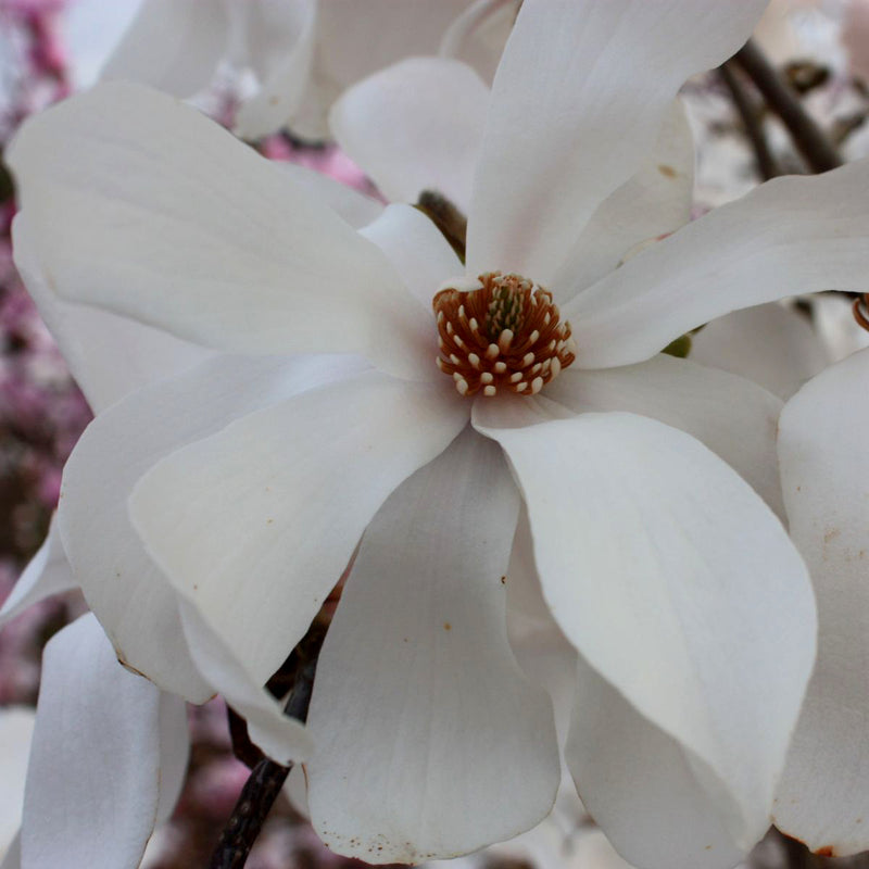 Magnolia x loeb. 'Dr. Merrill' (white), Low Branch