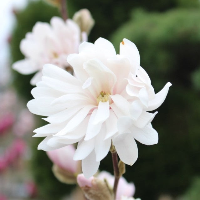 Magnolia stellata 'Centennial Blush' ™ FIRST EDITIONS® (pink) PP22248