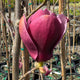 Magnolia x 'Tinkerbelle'