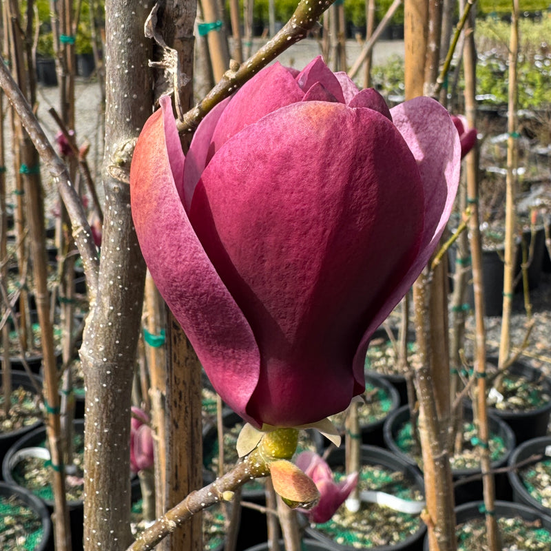 Magnolia x 'Tinkerbelle'