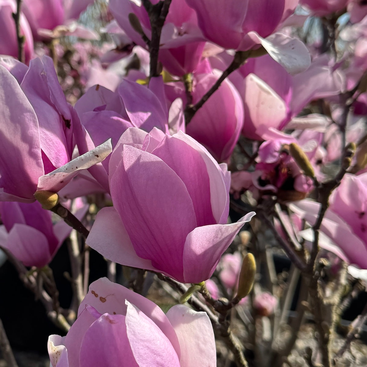 Magnolia x Soul 'Alexandrina' (fuchsia)