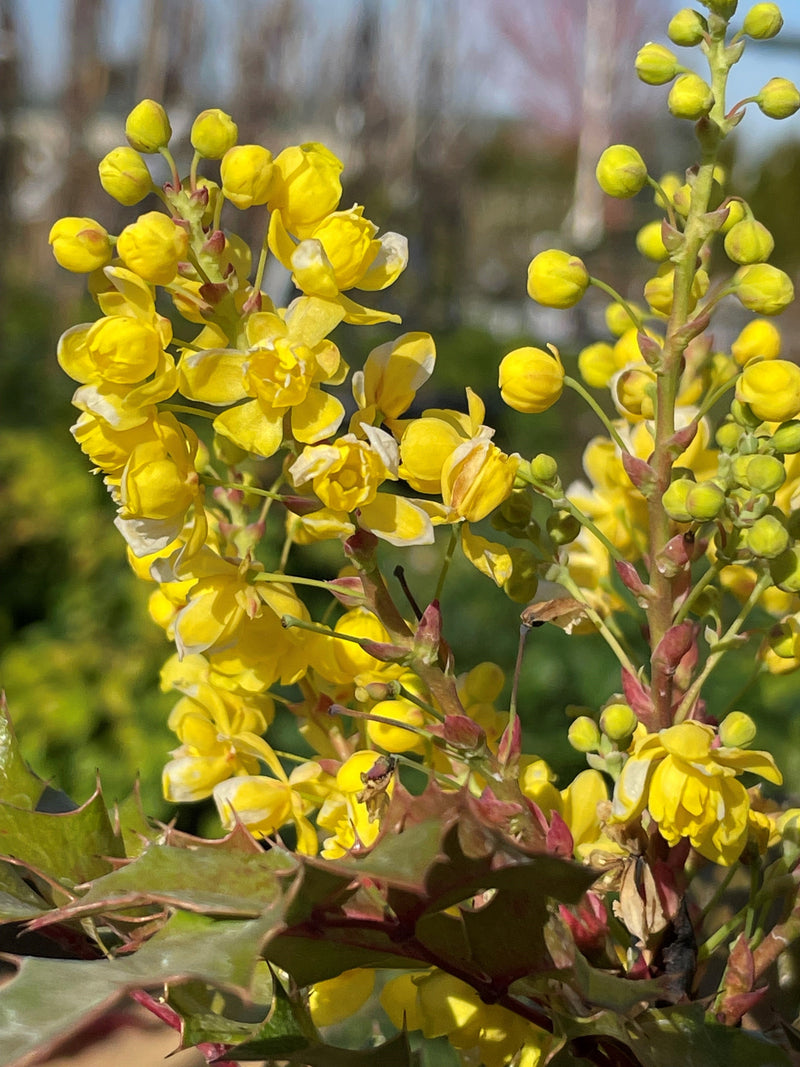 Mahonia aquifolium