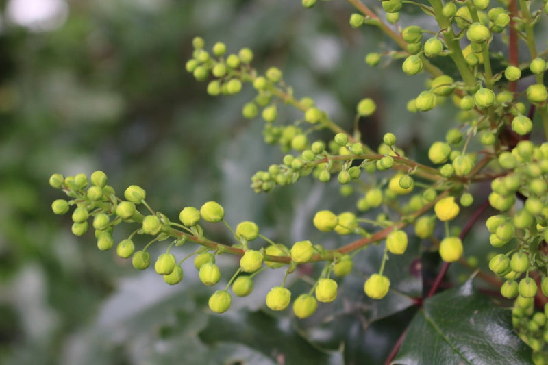 Mahonia aquifolium