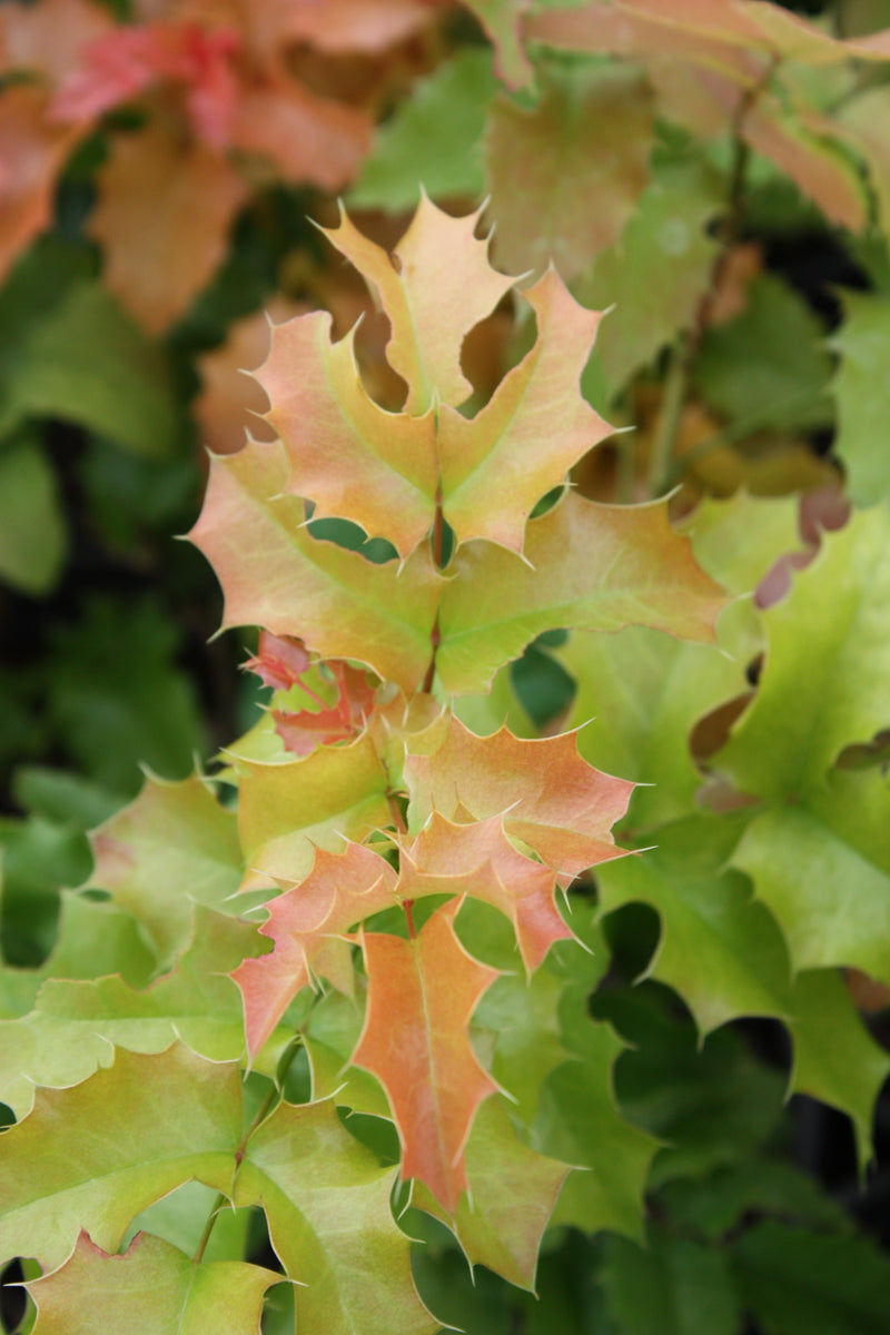 Mahonia aquifolium