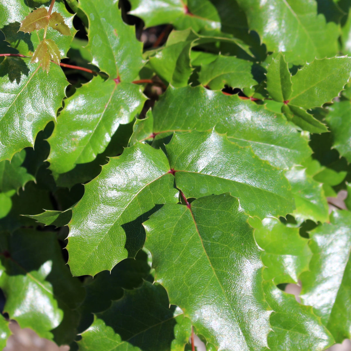Mahonia aquifolium