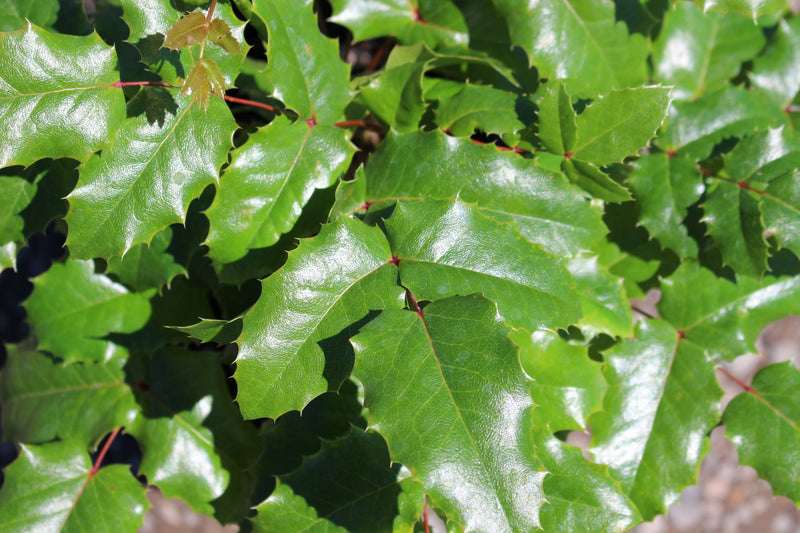 Mahonia aquifolium