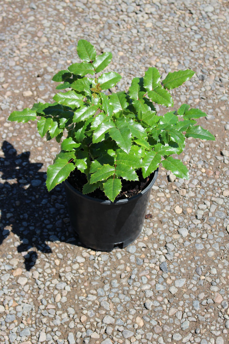 Mahonia aquifolium