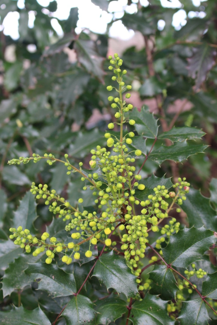 Mahonia aquifolium
