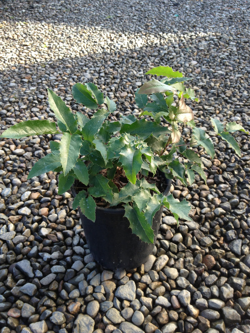 Mahonia aquifolium