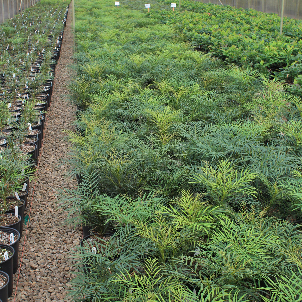 Mahonia eurybracteata 'Soft Caress' PP20183