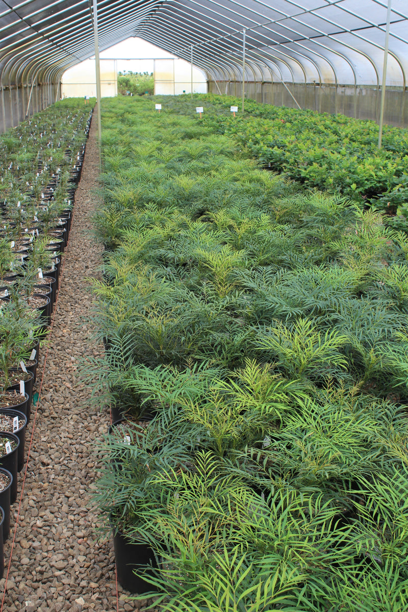 Mahonia eurybracteata 'Soft Caress' PP20183