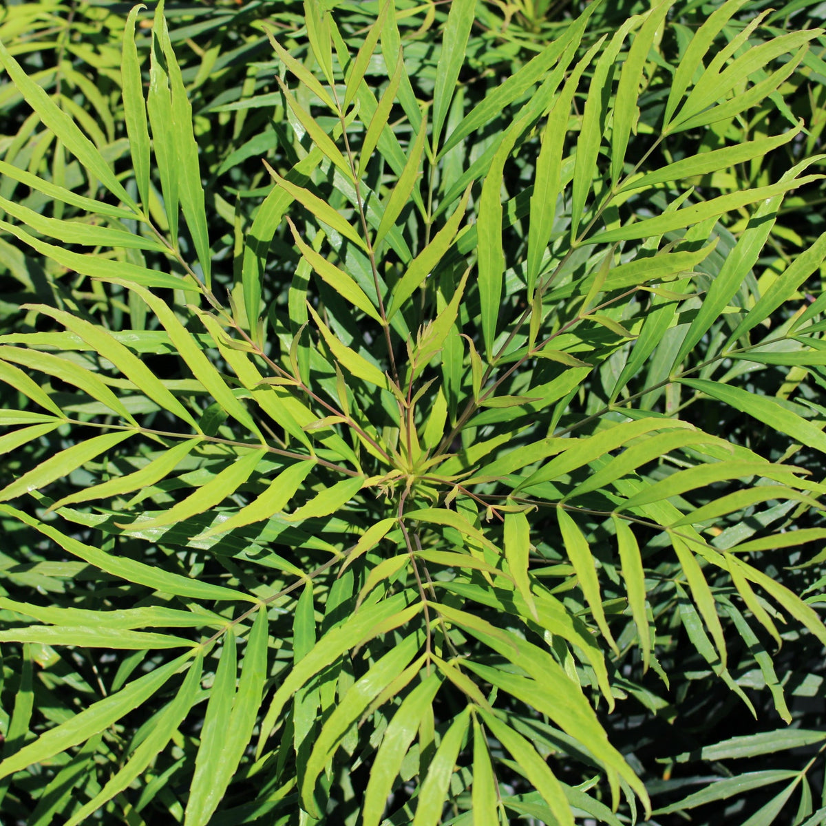 Mahonia eurybracteata 'Soft Caress' PP20183