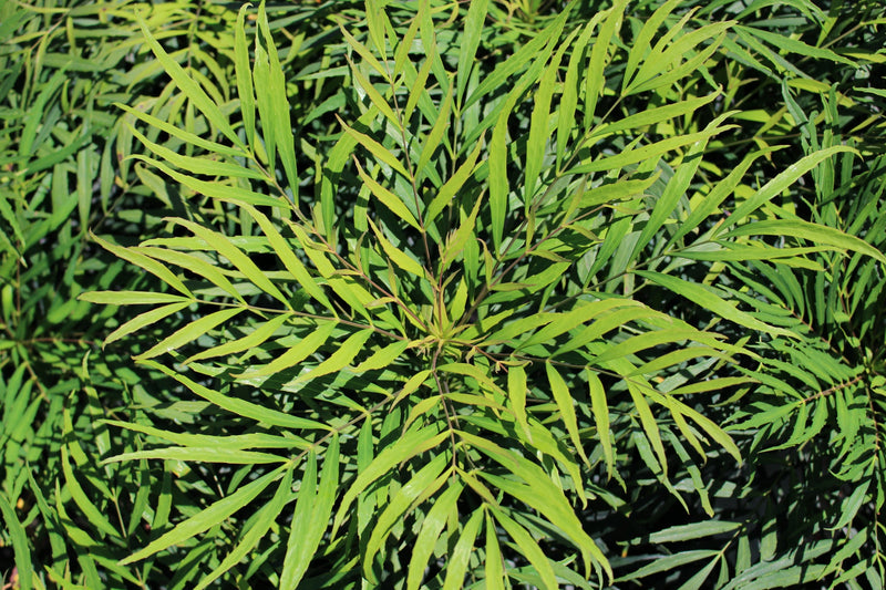 Mahonia eurybracteata 'Soft Caress' PP20183