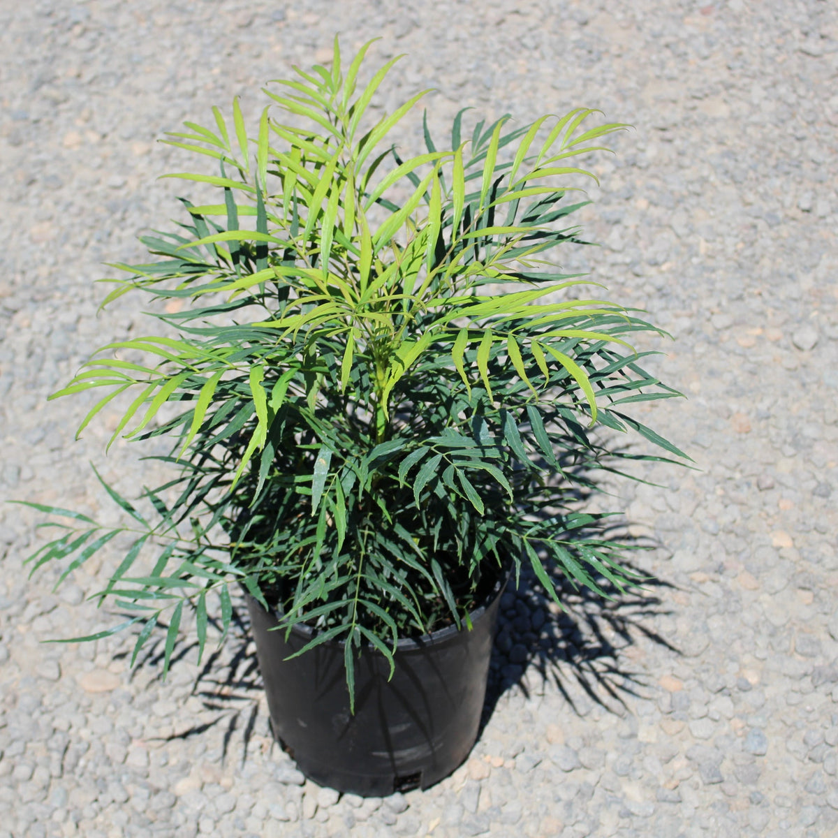 Mahonia eurybracteata 'Soft Caress' PP20183