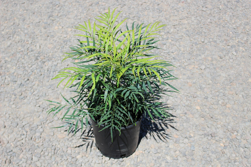 Mahonia eurybracteata 'Soft Caress' PP20183