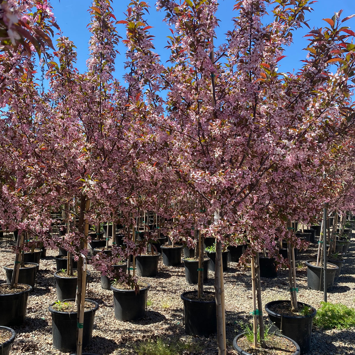 Malus x Royal Raindrops® PP14375