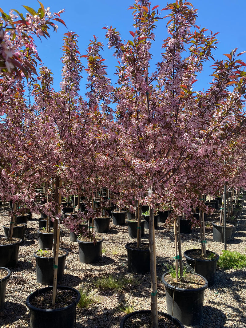 Malus x Royal Raindrops® PP14375