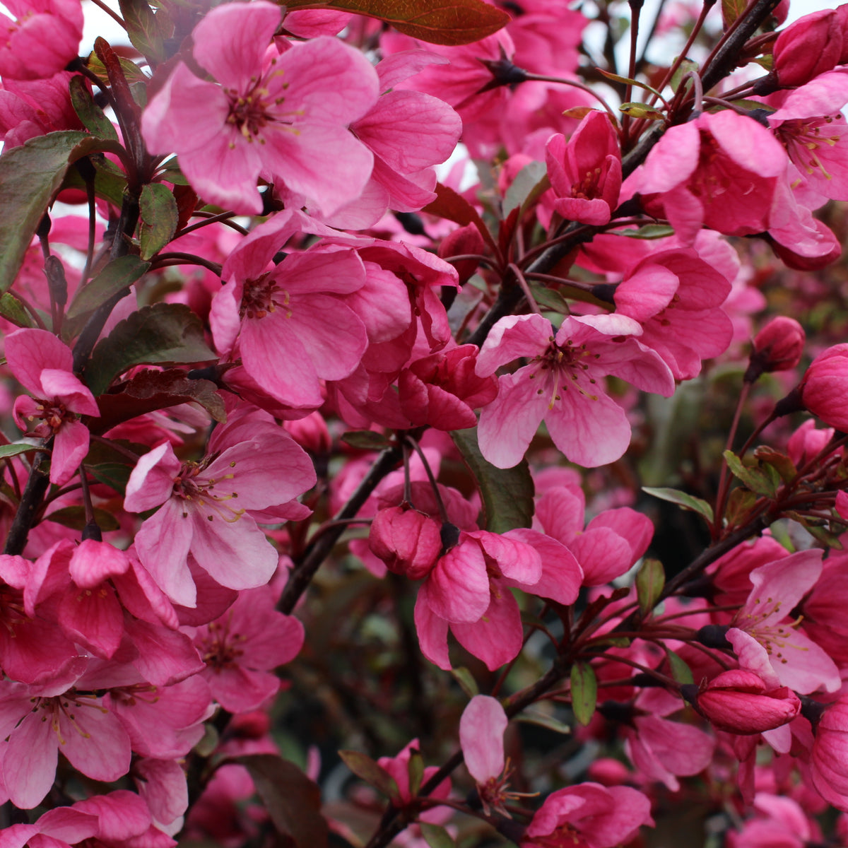 Malus x 'Prairifire'  (double pink), Shrub Form