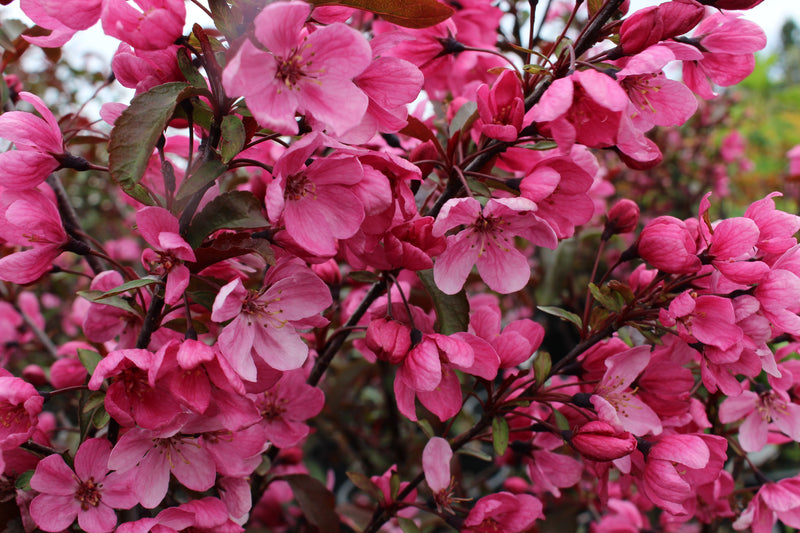 Malus x 'Prairifire'  (double pink), Shrub Form