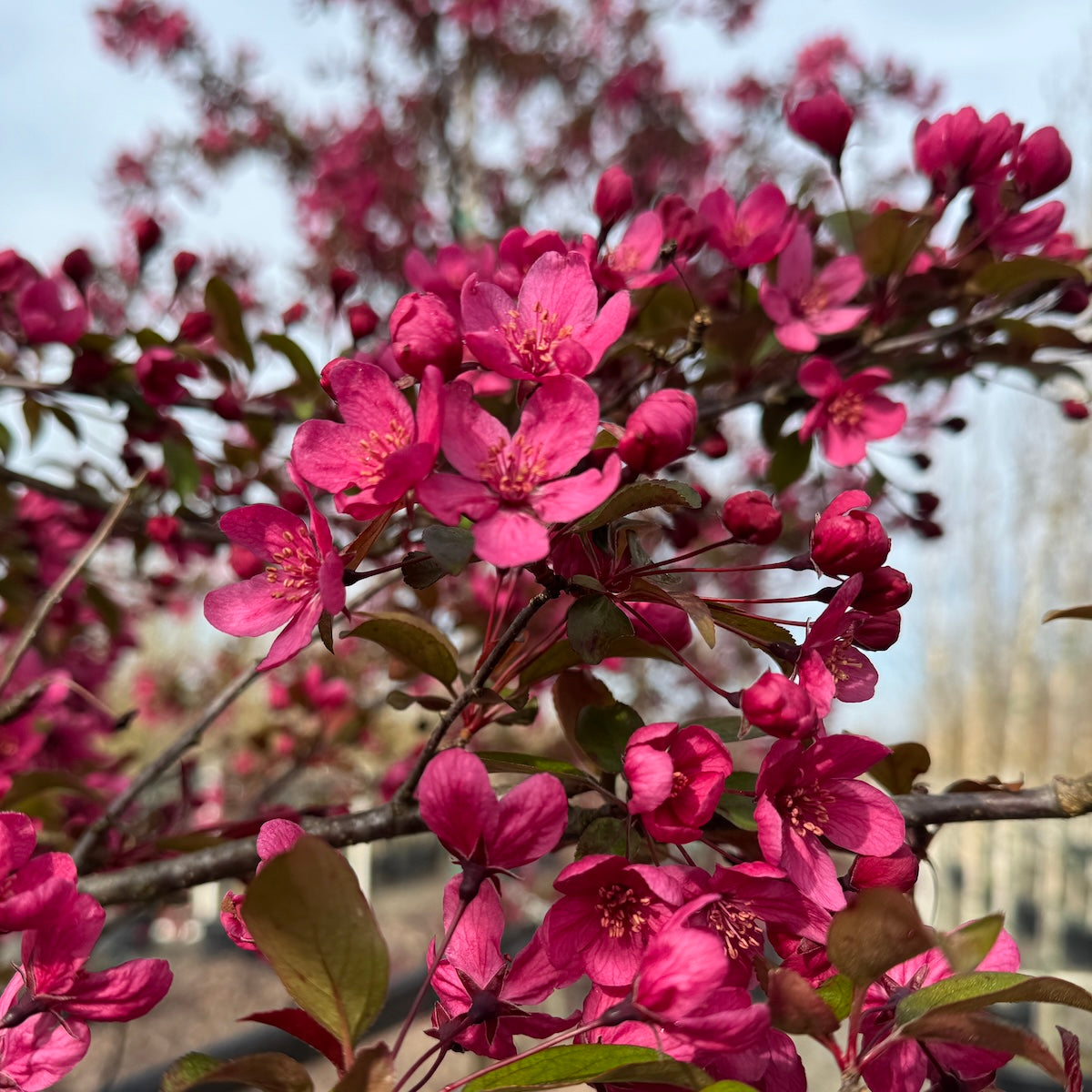 Malus x 'Prairifire'  (double pink), Shrub Form