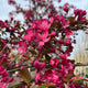 Malus x 'Prairifire'  (double pink), Shrub Form