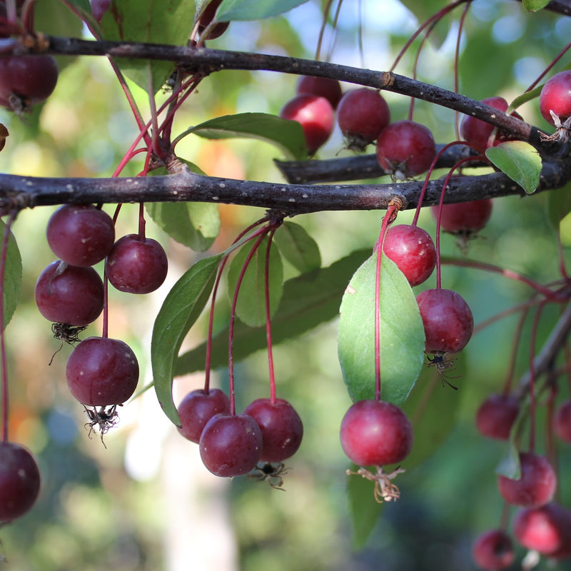 Malus x 'Prairifire'  (double pink), Shrub Form