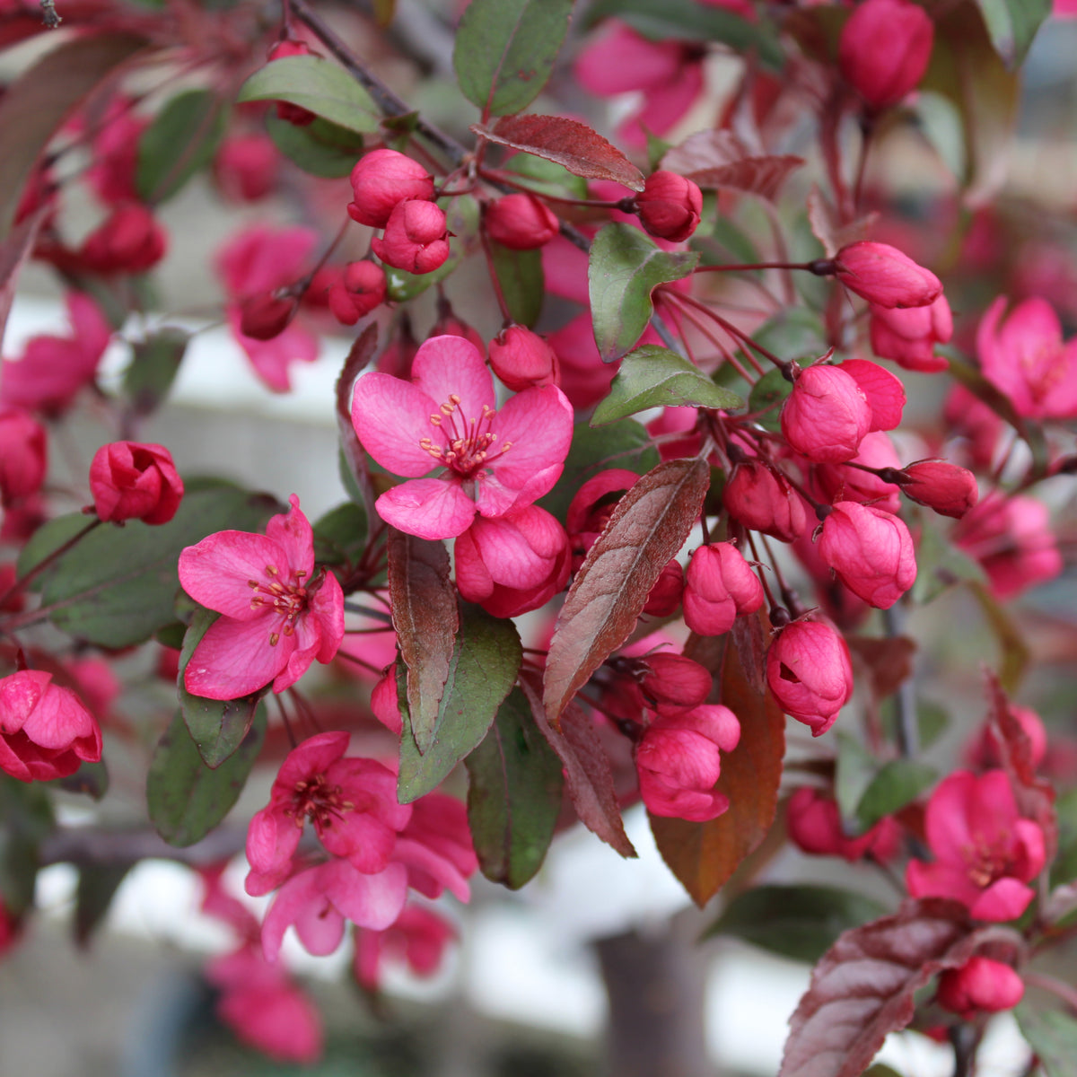 Malus x Royal Raindrops® PP14375