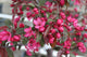 Malus x Royal Raindrops® PP14375