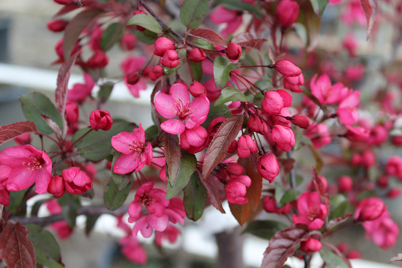 Malus x Royal Raindrops® PP14375