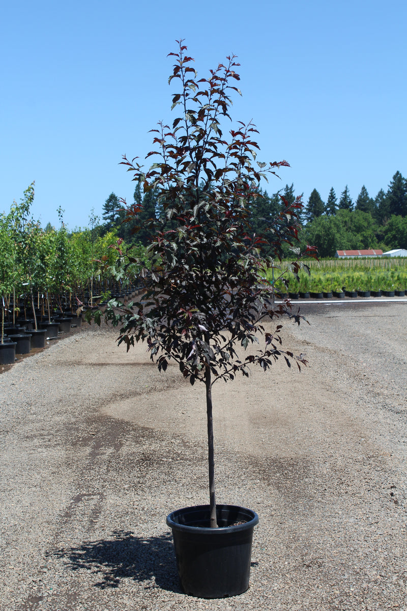 Malus x Royal Raindrops® PP14375