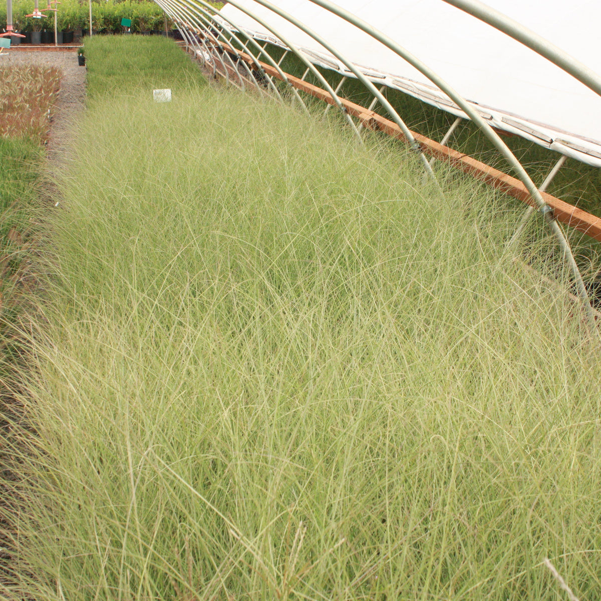 Grass, Miscanthus sin. 'Morning Light'