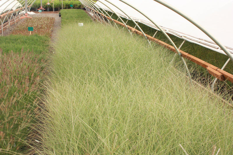 Grass, Miscanthus sin. 'Morning Light'