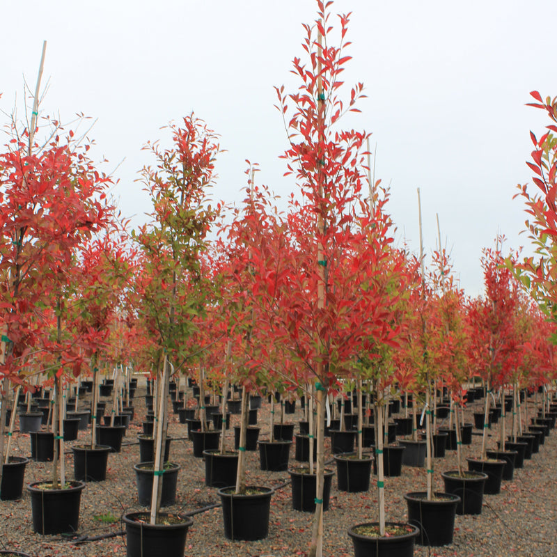 Nyssa sylvatica 'Forest Fire'
