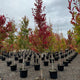 Nyssa sylvatica 'Green Gable' PP22951