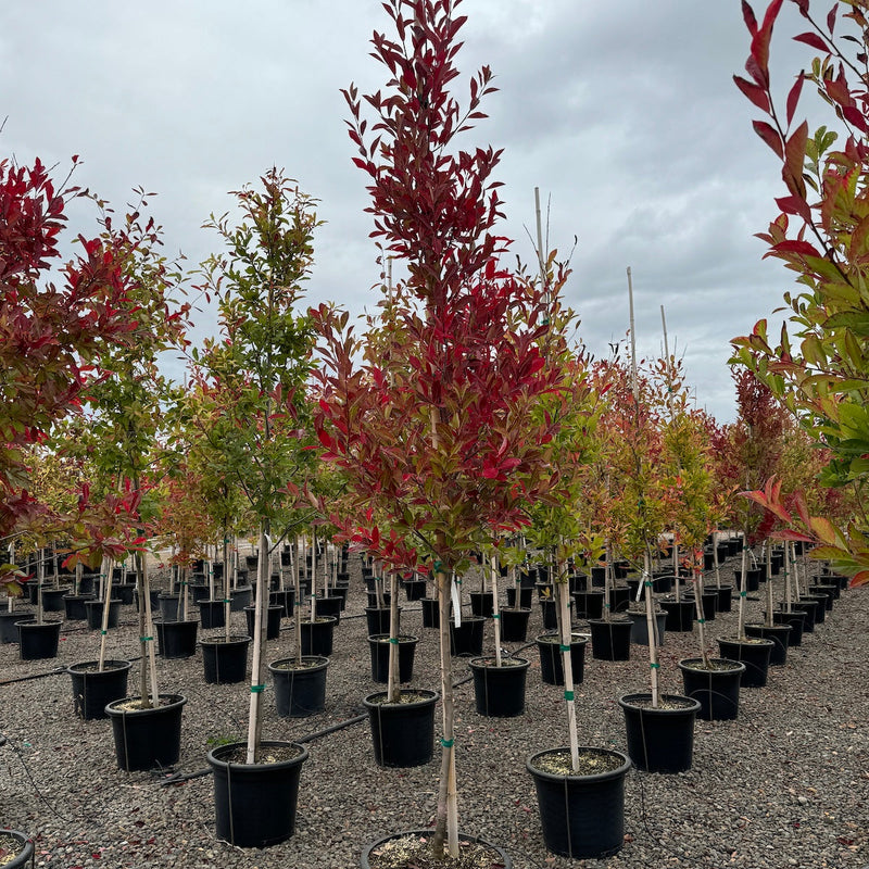 Nyssa sylvatica 'Green Gable' PP22951