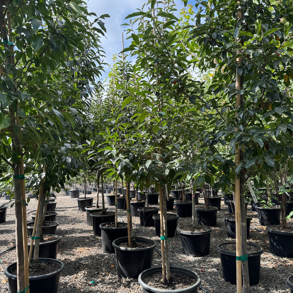 Nyssa sylvatica 'JFS-red' Firestarter®' PP26975
