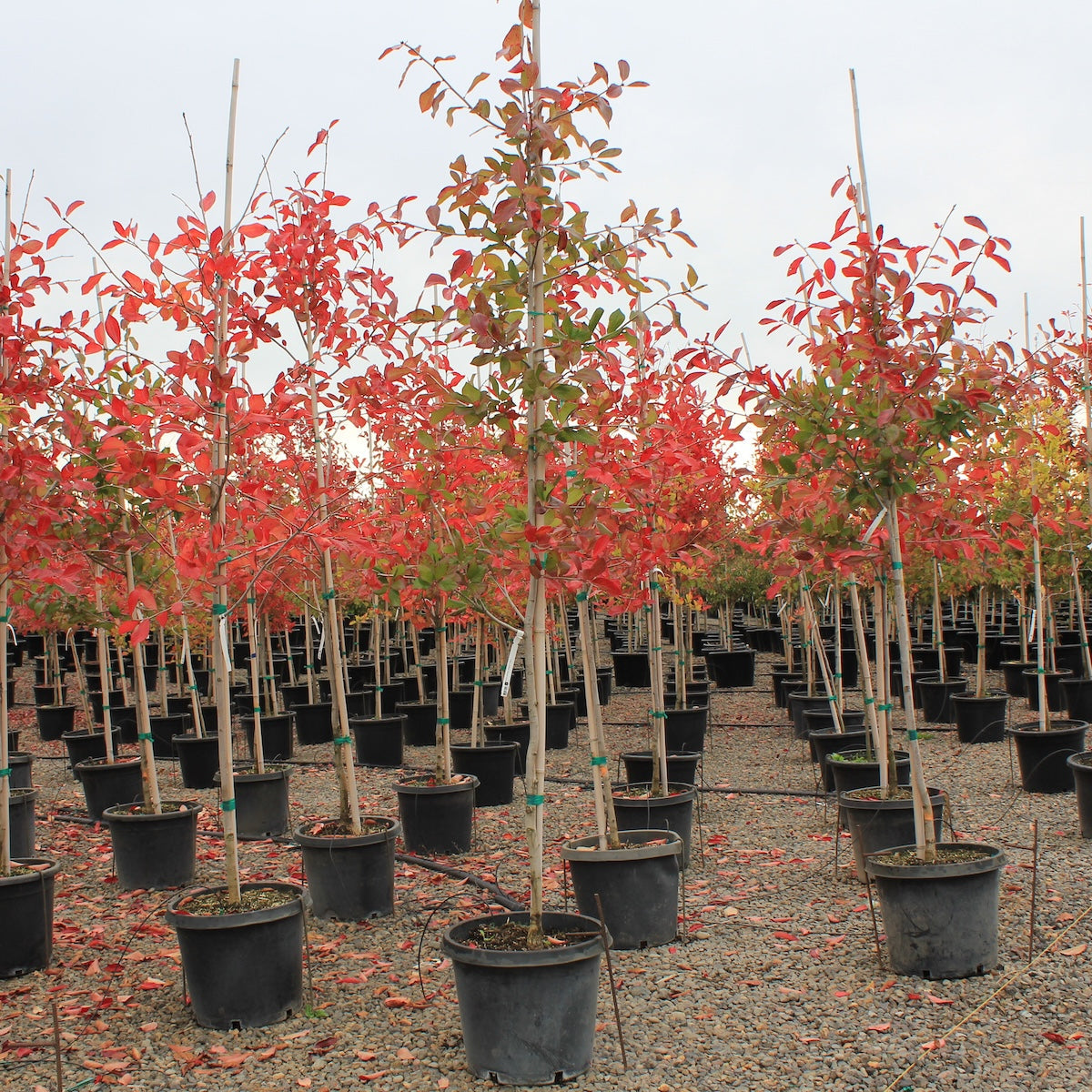 Nyssa sylvatica 'Majestic'®