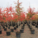 Nyssa sylvatica 'Majestic'®
