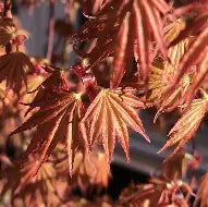Acer palmatum 'Okushimo' (CG)
