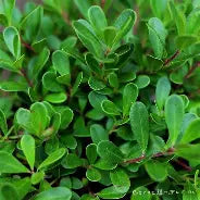 Arctostaphylos u-u. 'Massachusetts'