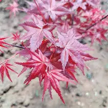 Acer palmatum