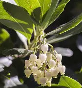 Arbutus unedo 'Compacta'