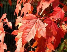 Acer ginnala 'Flame', Shrub Form
