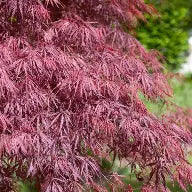 Acer pd. 'Inaba shidare'