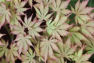 Acer palmatum 'Ariadne' (CG)